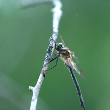 A slender dragonfly with large green eyes perched on a thin, grey twig against a blurred green background. 