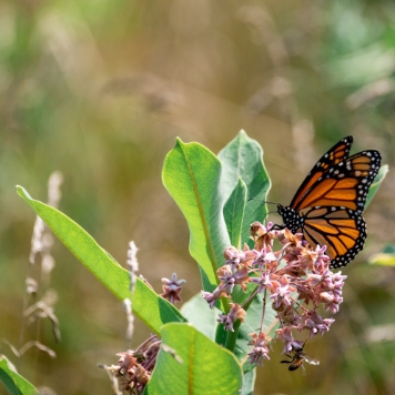 A bright orange and black monarch butterfly drinking from pink common milkweed blooms among green milkweed leaves against a blurred green and brown background. 