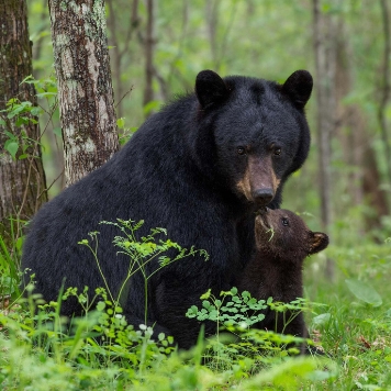 A large black bear sits at the base of a tree while a small brownish cub reaches its nose up toward the larger one's nose. The bears are surrounded by diverse green plants and tree trunks. 