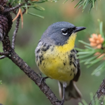 A small songbird with a yellow throat and belly and grey head, with speckles of grey and white along the sides of its breast perched on a dark knobbly branch among pine needs and young pine cones against a green blurred background. 