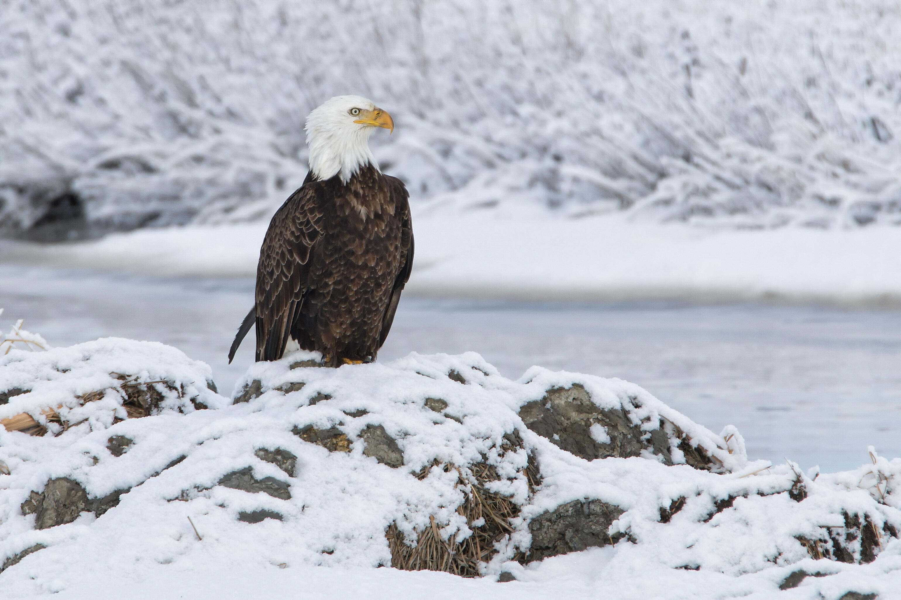 A brown bird with a white head rests in a snowy landscape.