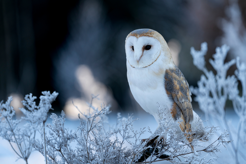 A barn owl perches on a snow branch.
