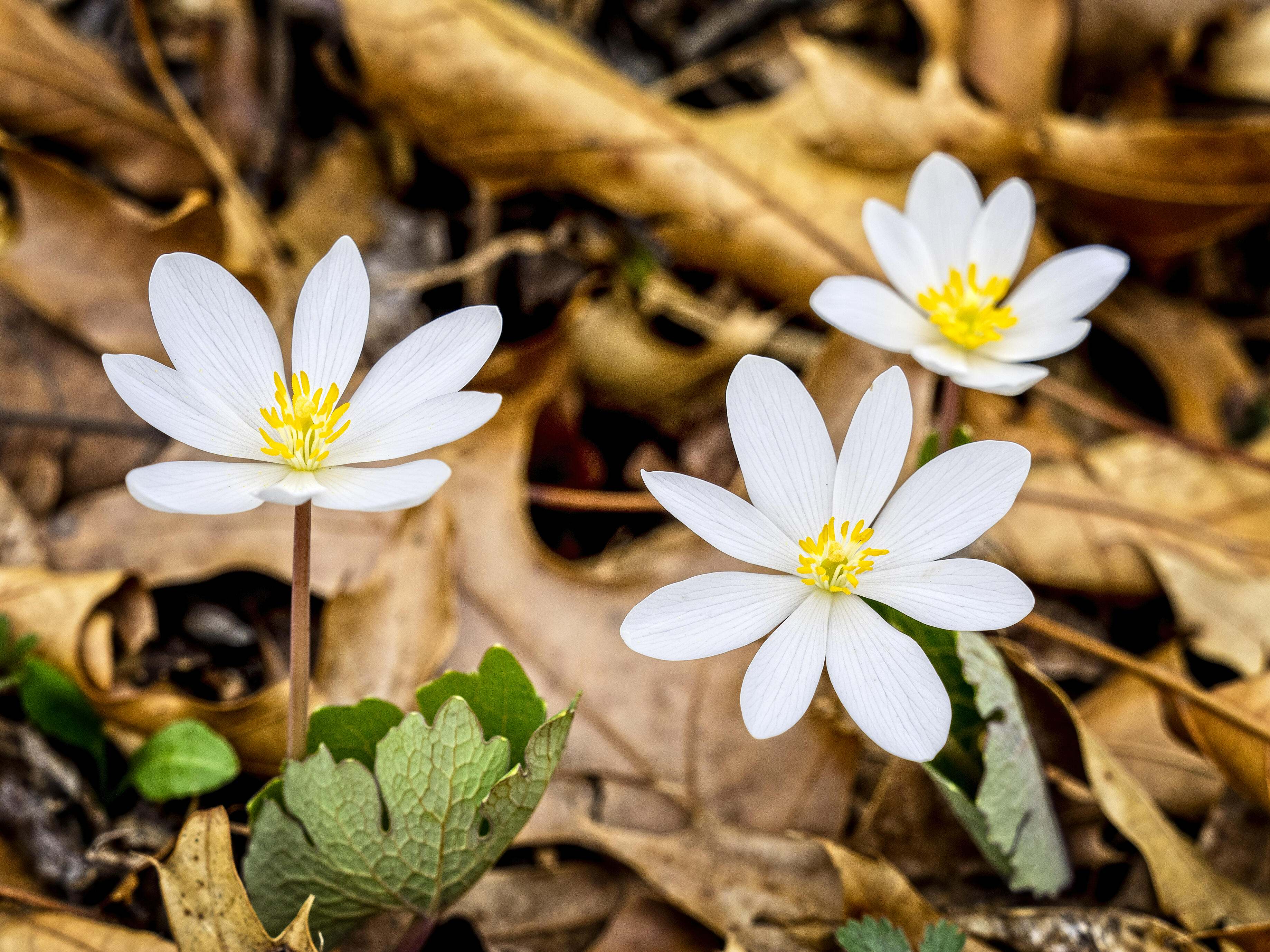 Bloodroot blooms at Nachusa Grasslands.
