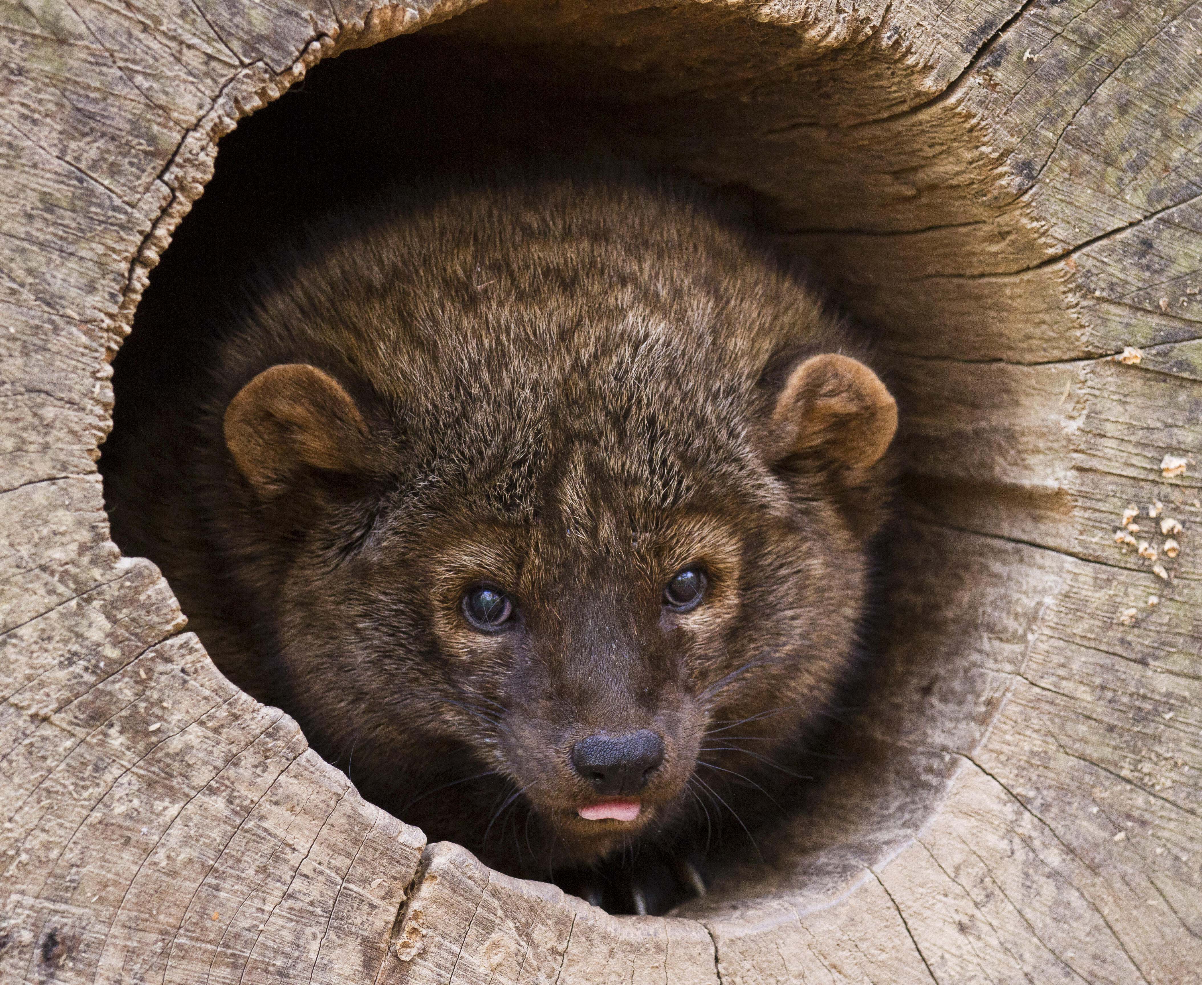 A brown furry animal with small rounded ears.