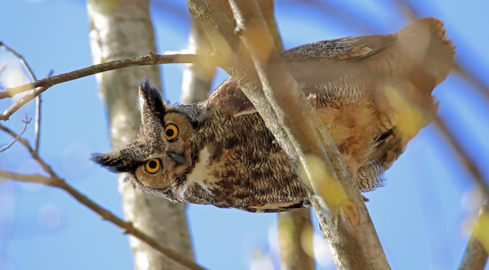 A great horned owl sitting in a tree.