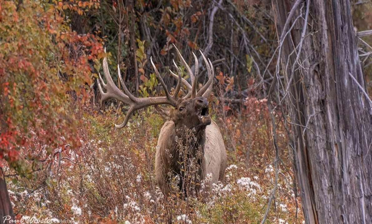 A big brown mammal with antlers bellows while surrounded by fall foilage.