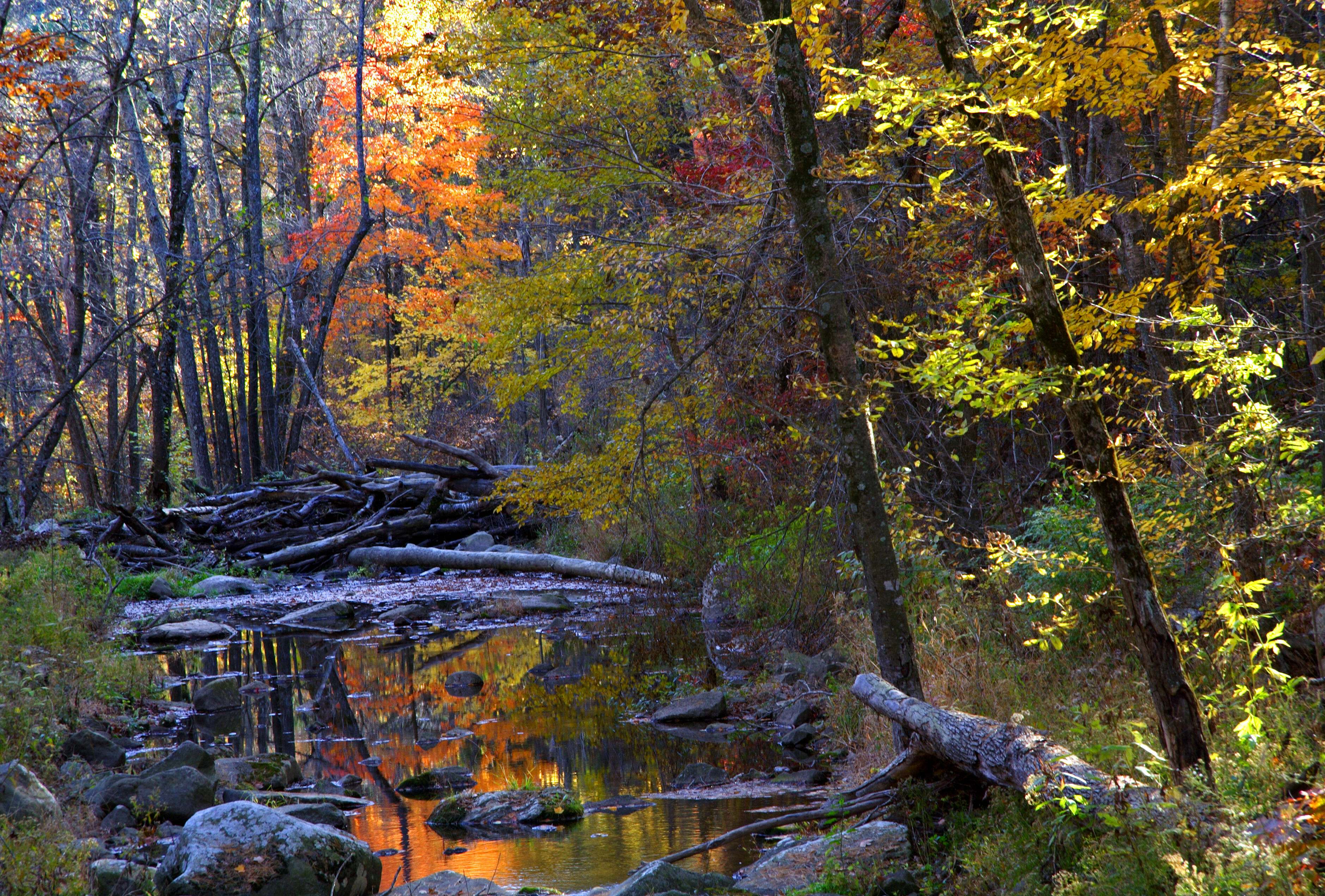A stream flows past a forest with colorful leaves.