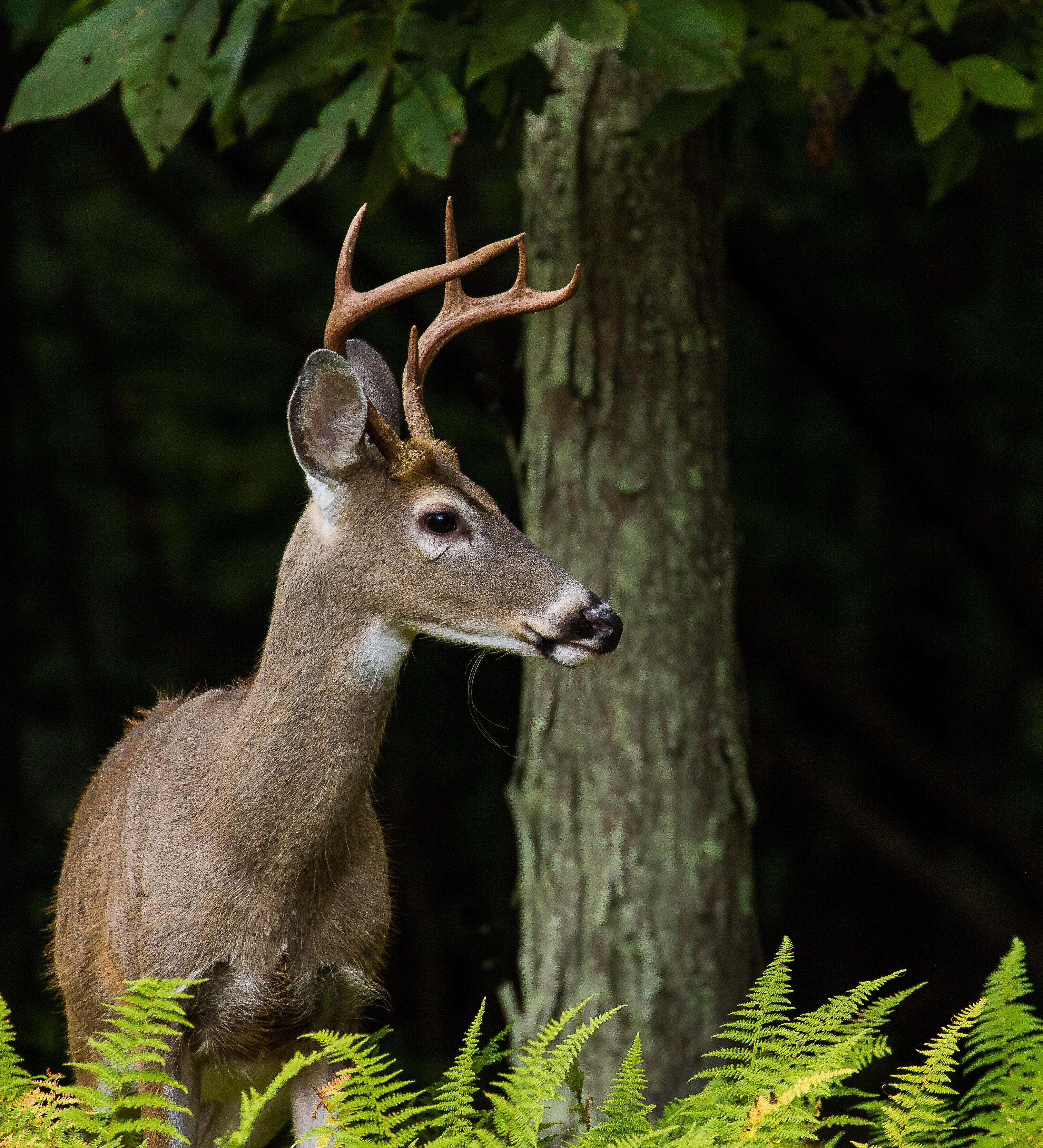 White-tailed deer stands next to tree.