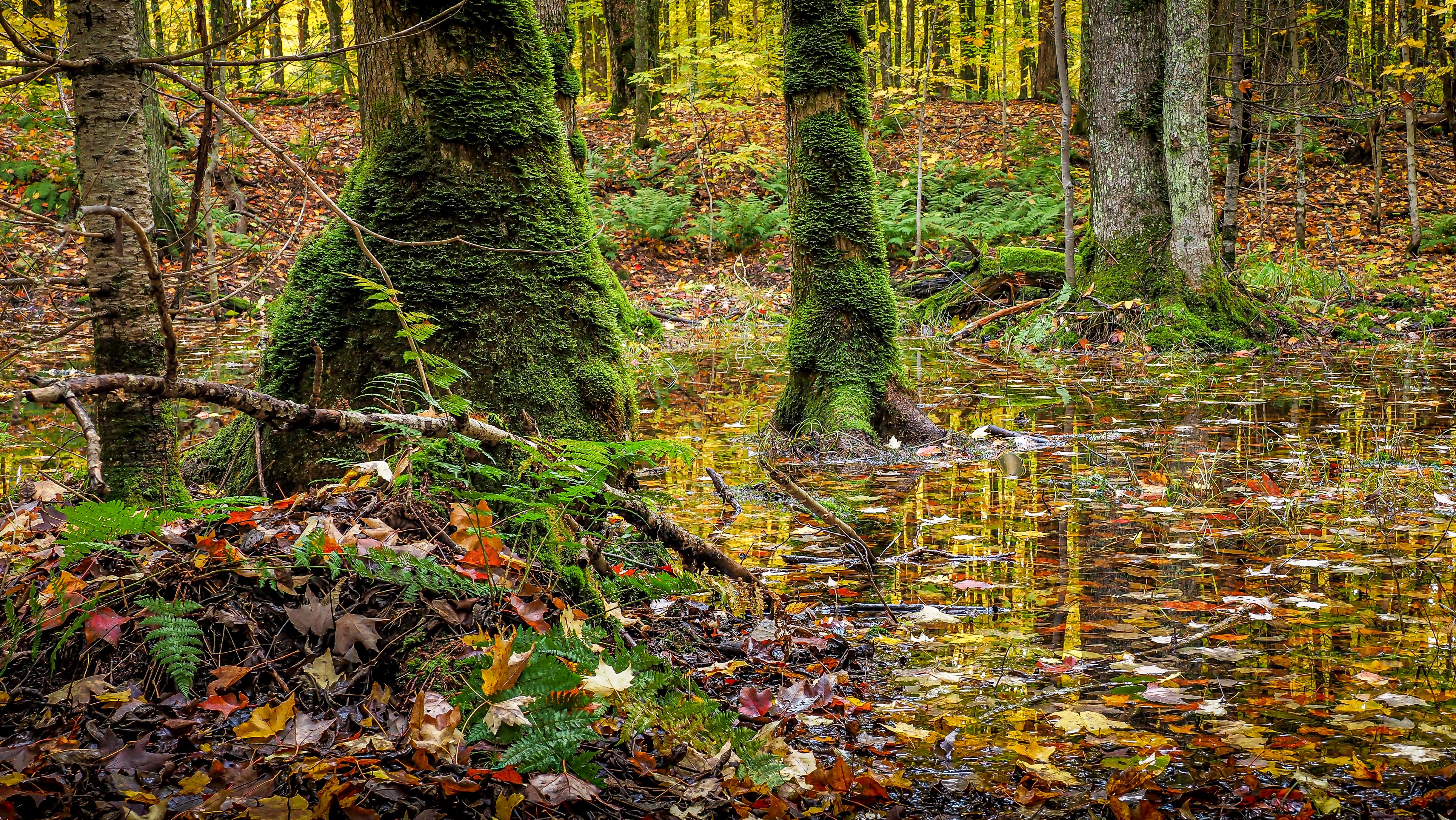 Moss covered tree trunks among fall leaves on the ground.