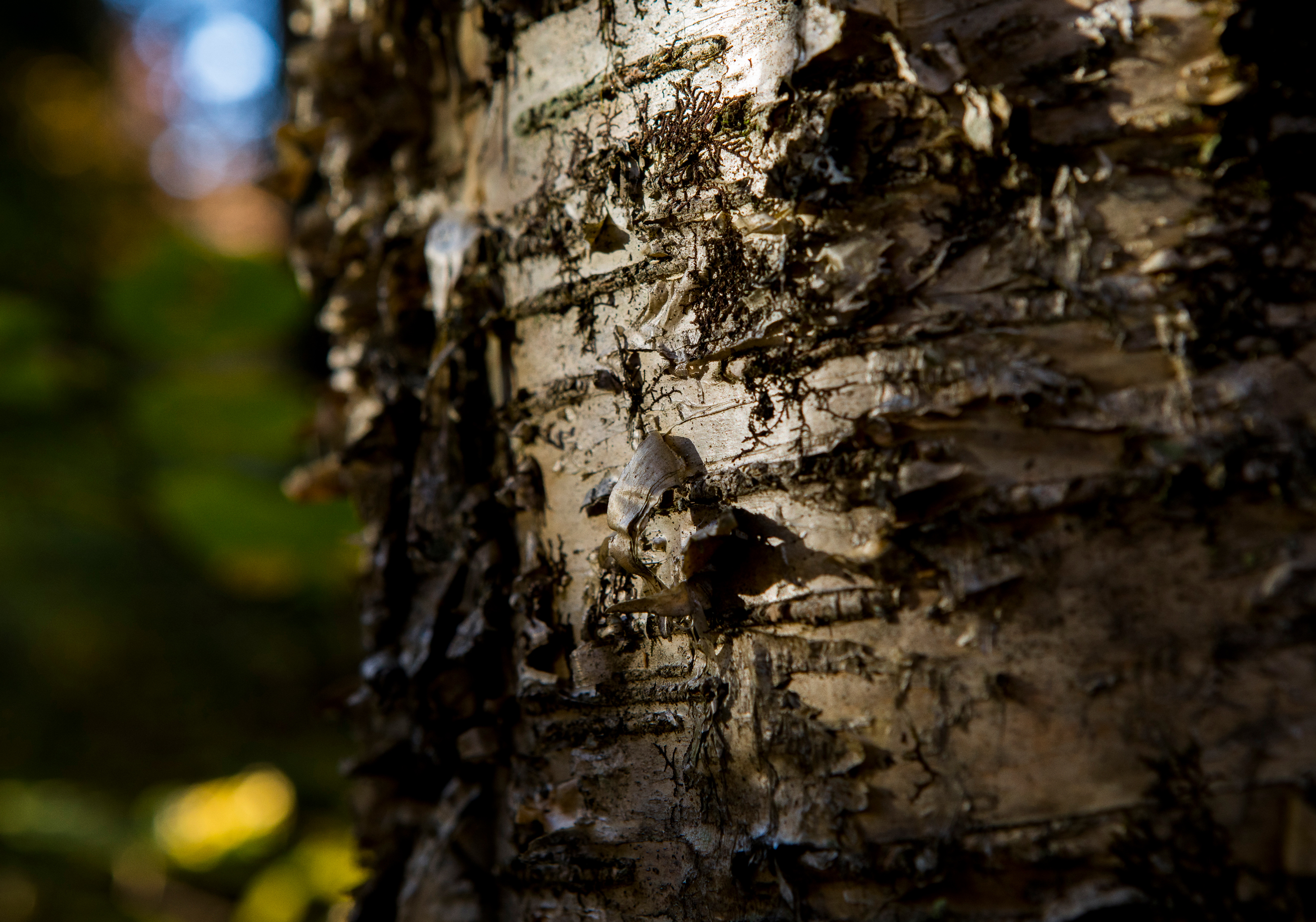 Close-up of peeling bark.