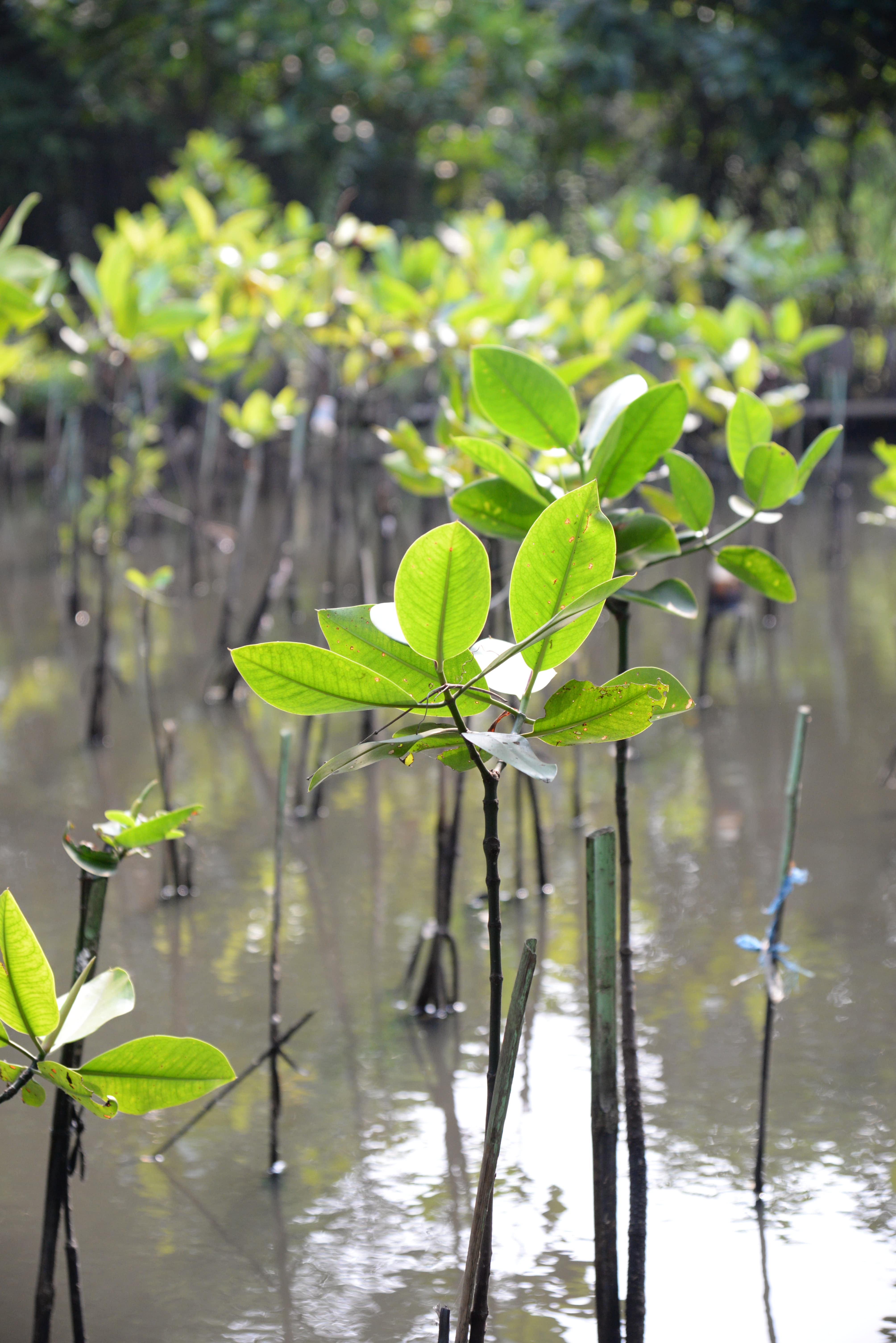Mangrove seedlings emerge from water. 