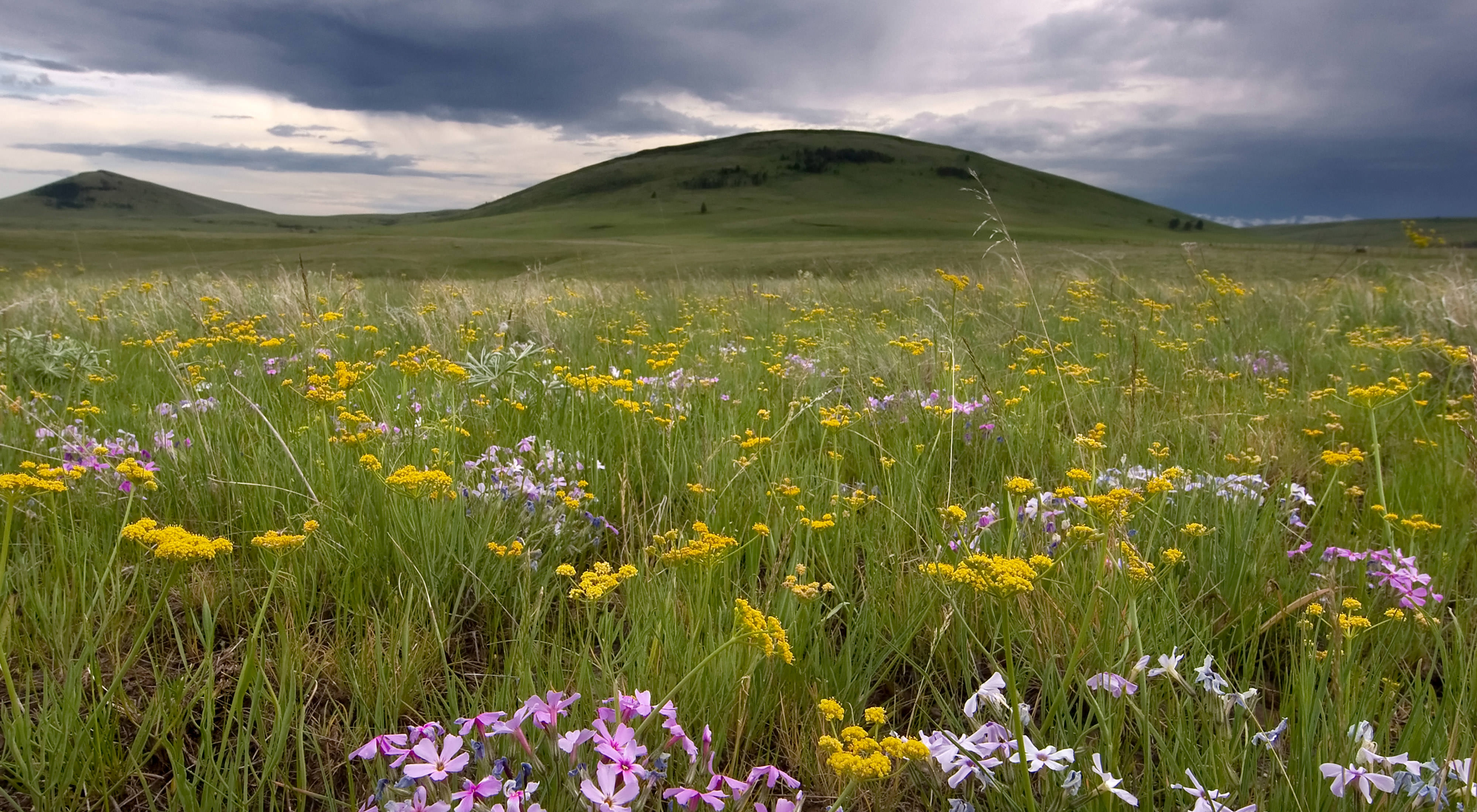 A lush, green and wild meadow with vibrant wildflowers.