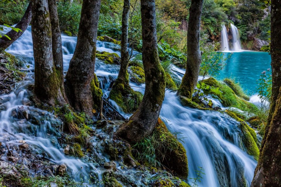 Agua fluye sobre las raíces de árboles