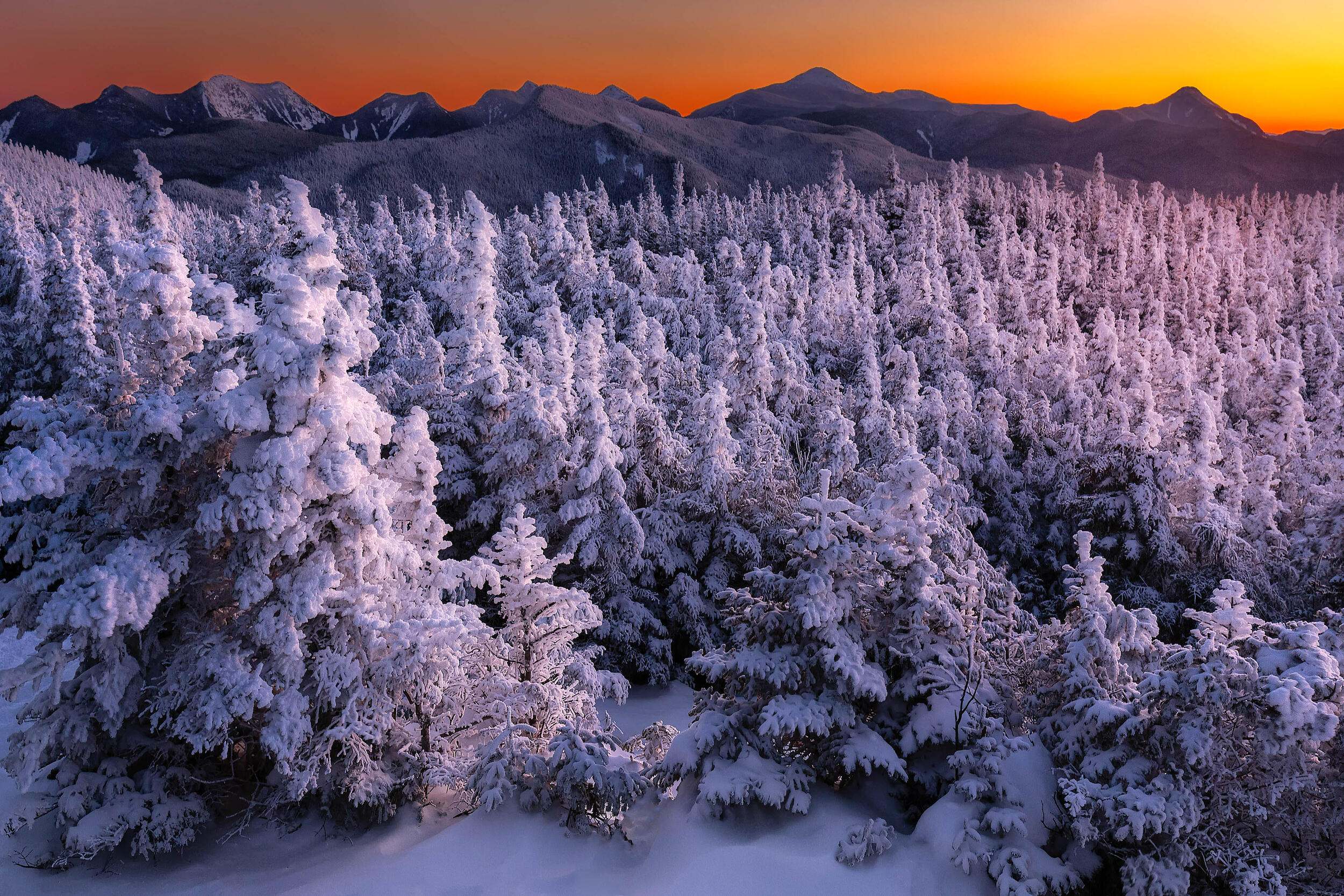 Snow sits on evergreen trees in the High Peaks Wilderness Area of New York’s Adirondacks Park.
