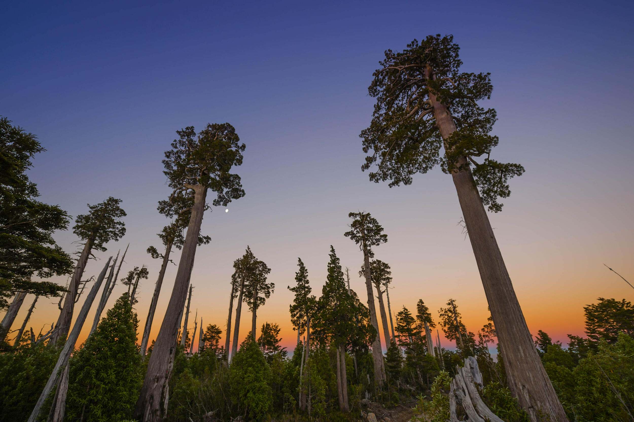 Alerce trees, similar to North America’s giant sequoias, stand in Alerce Costero National Park, adjacent to the Valdivian Coastal Reserve.