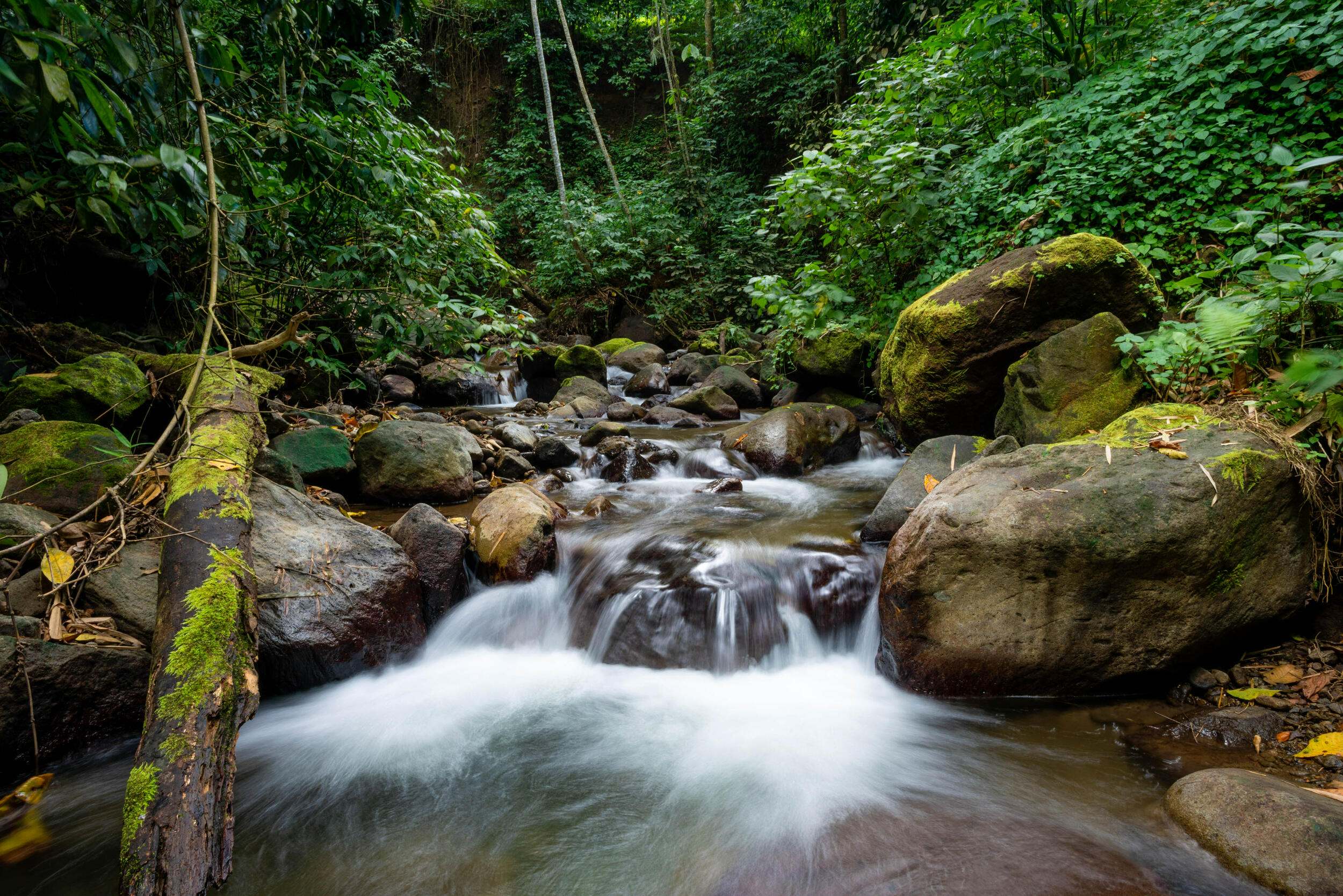 Water cascades through a forest in Grenada.