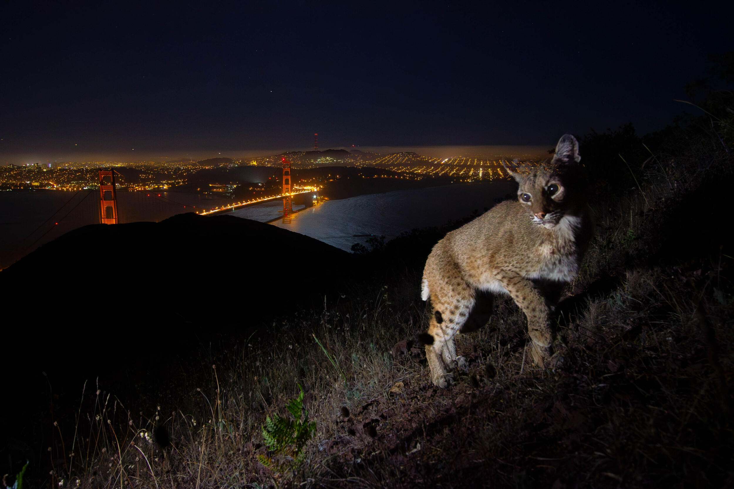 A bobcat climbs a hill in the Marin Headlands, overlooking San Francisco’s Golden Gate Bridge, California.
