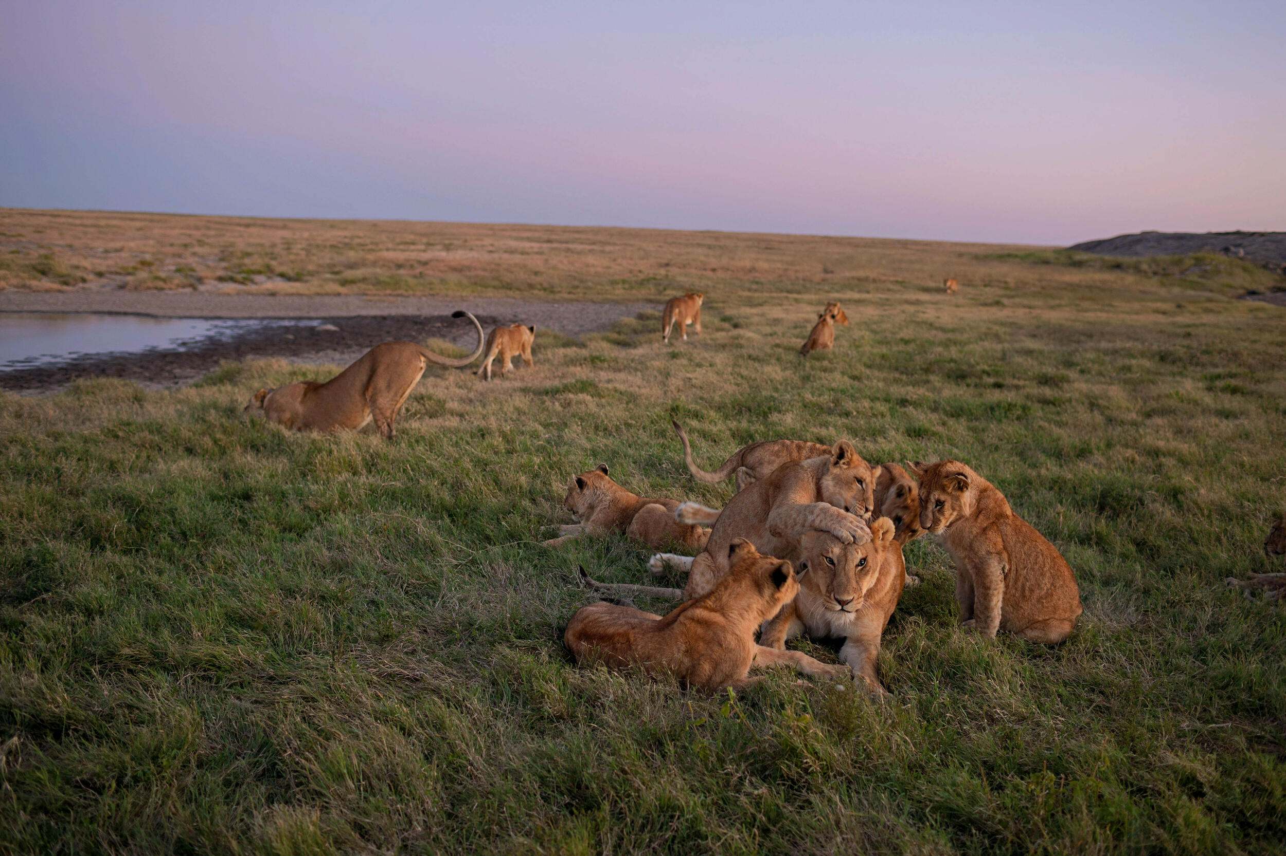 Lions in Tanzania.