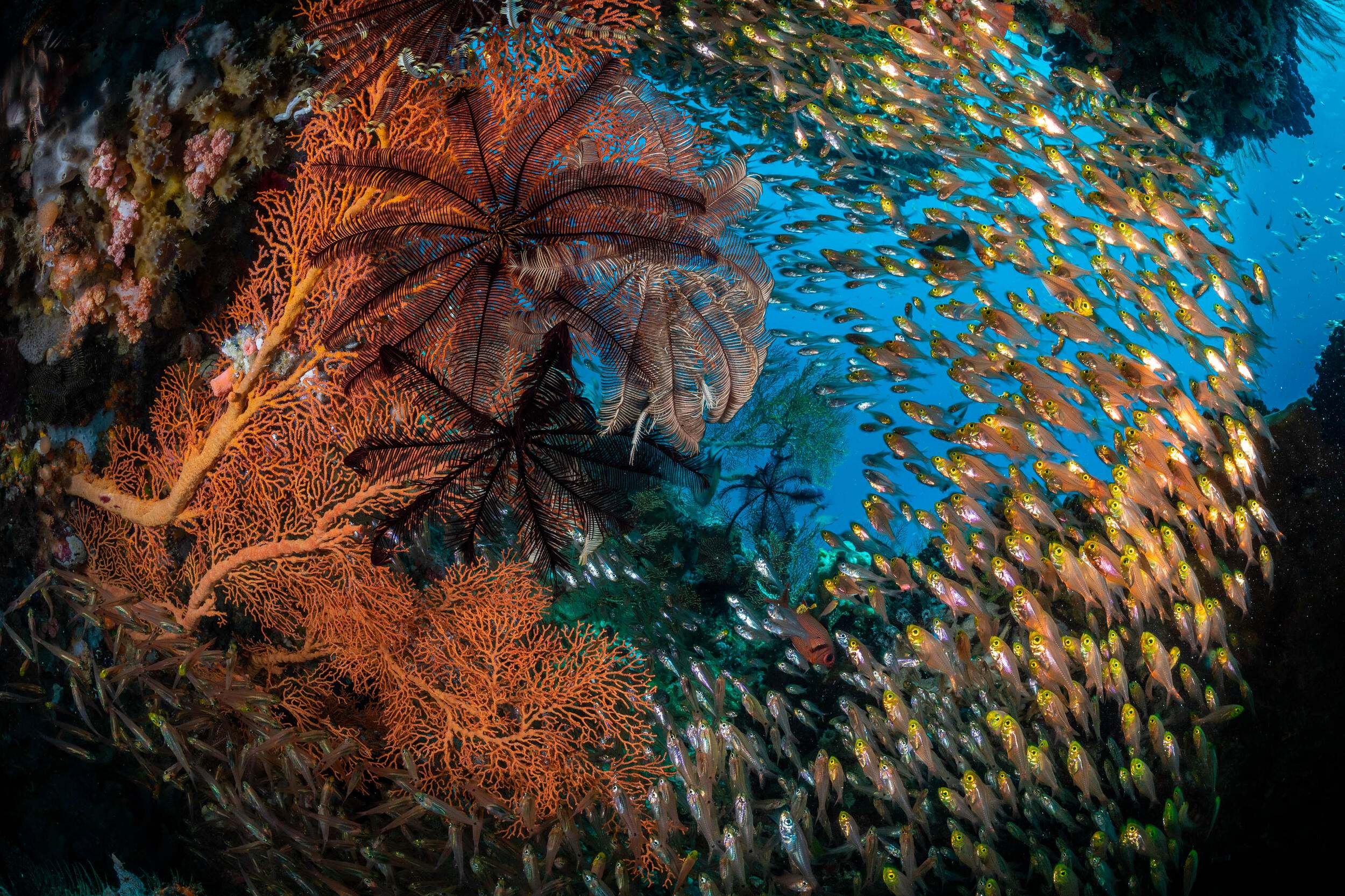 Reef fish near Rajah Ampat, Indonesia.
