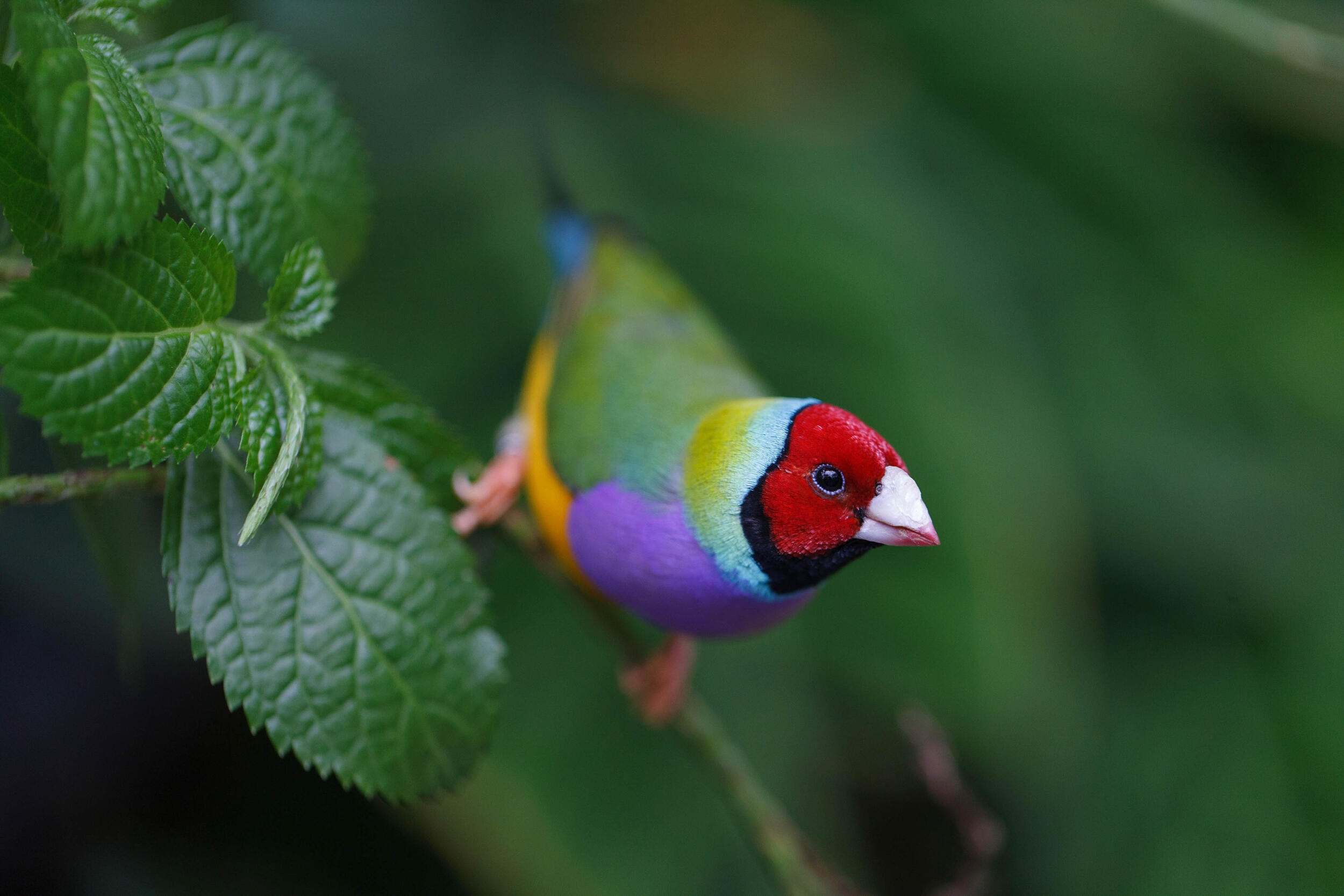 The Gouldian finch, or rainbow finch, is only found in northern Australia.