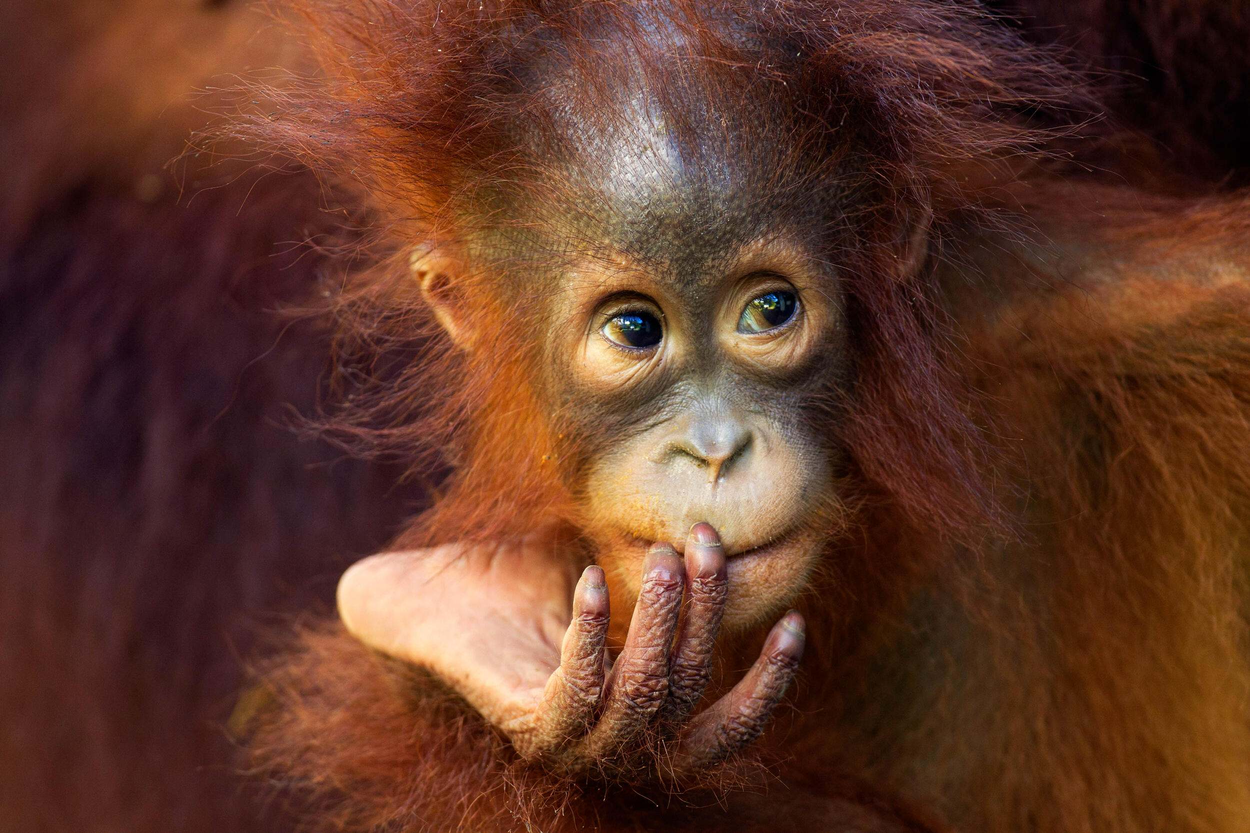 Petra, a 1-year-old Bornean orangutan photographed in 2010, lives in Tanjung Putting National Park in Borneo.