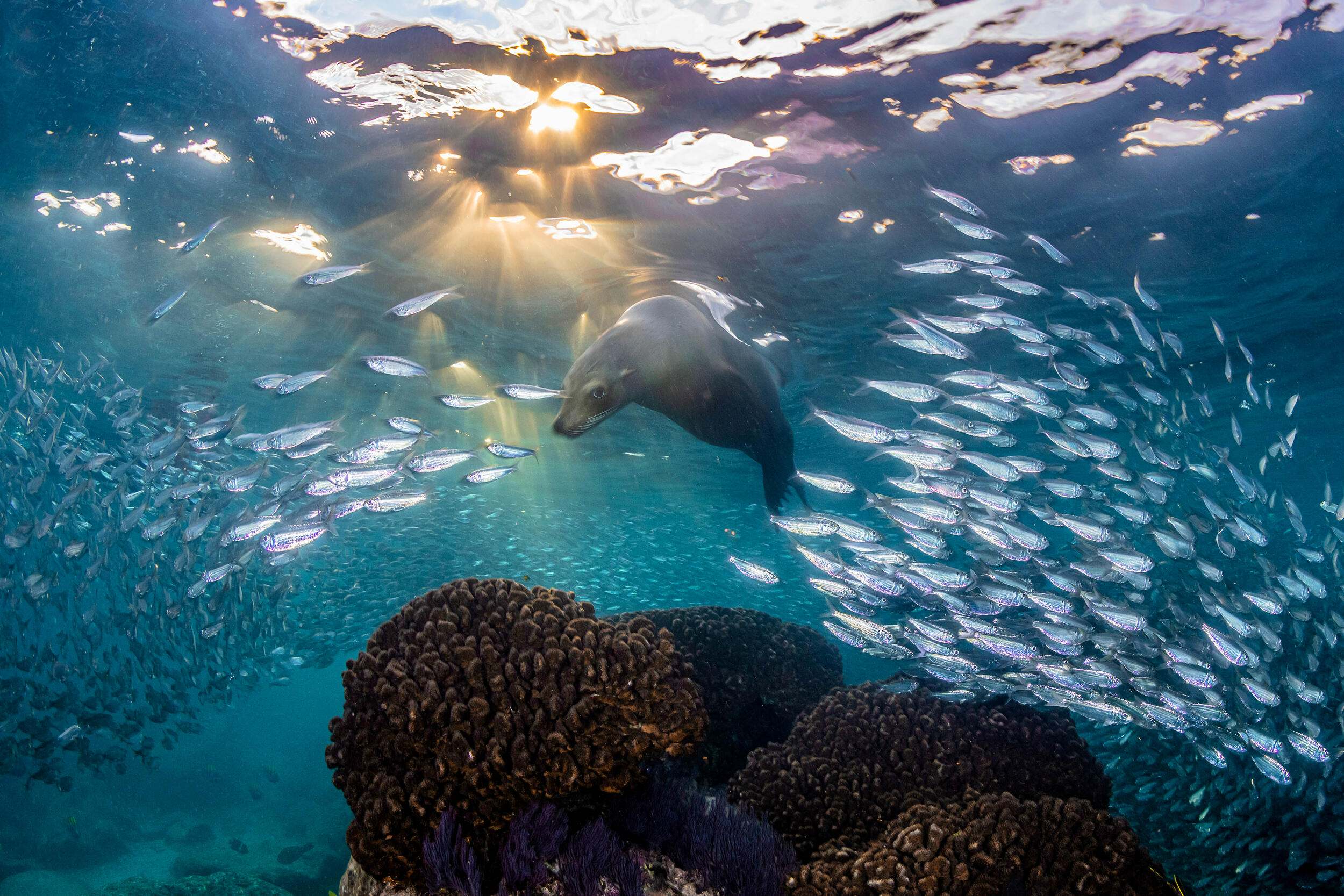 A California sea lion swims through a shoal of sardines at sunset near Isla Espiritu Santo National Park, now a UNESCO World Heritage Site.