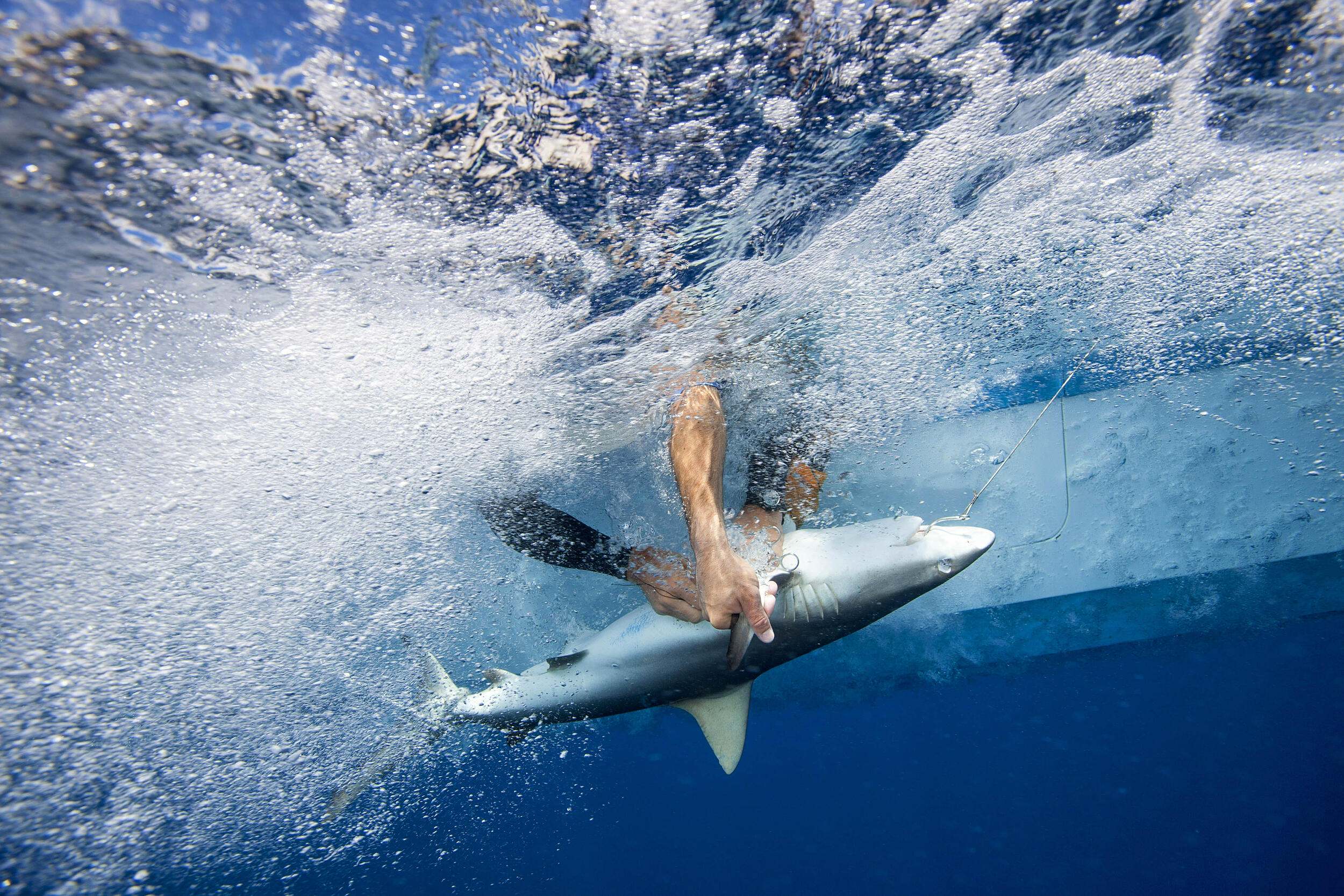 Two TNC scientists capture a gray reef shark to insert a tracking transmitter at Palmyra Atoll in the Pacific Ocean.