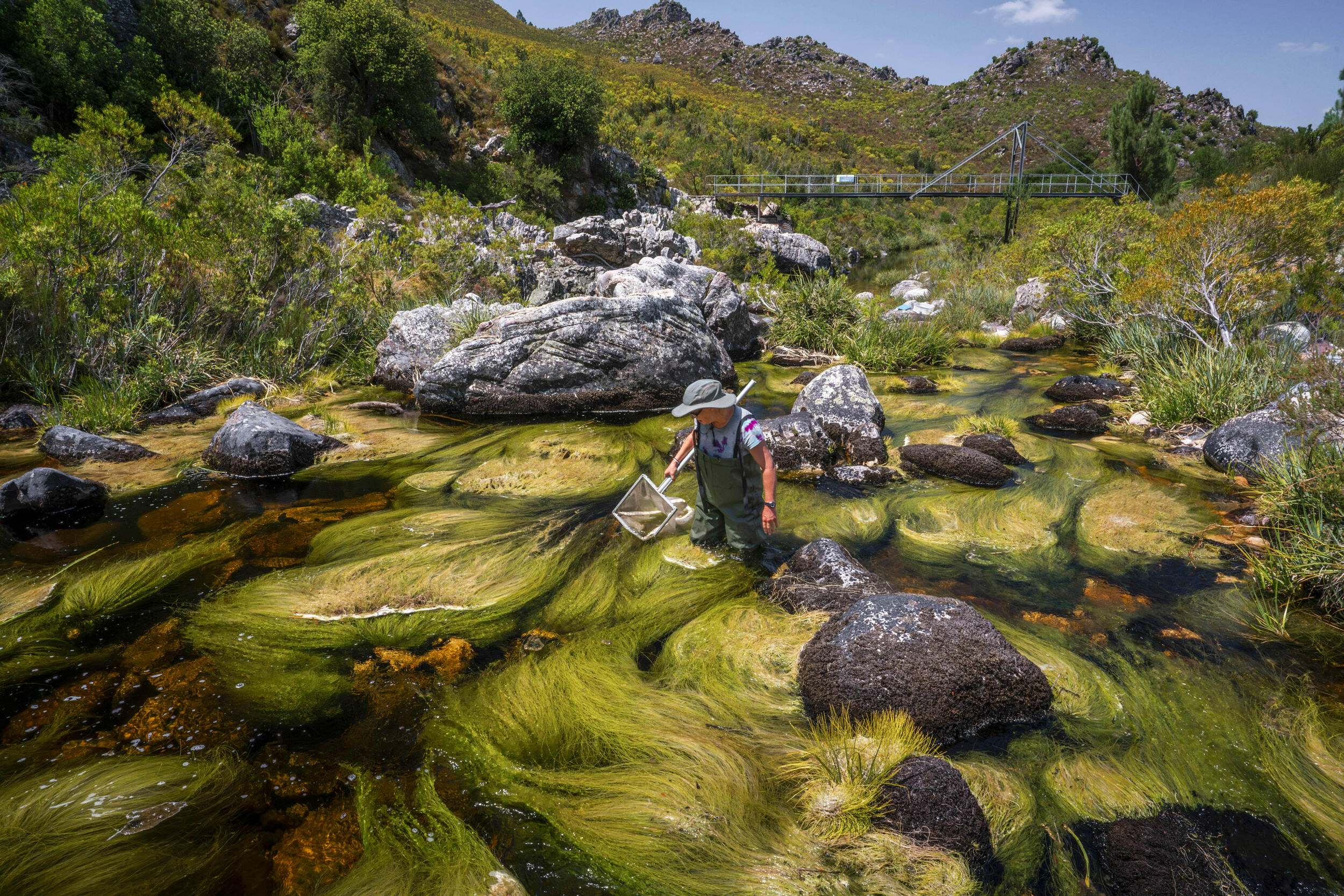 Kate Snaddon of the Freshwater Research Centre in South Africa samples for aquatic invertebrates in a waterway near Theewaterskloof, South Africa.