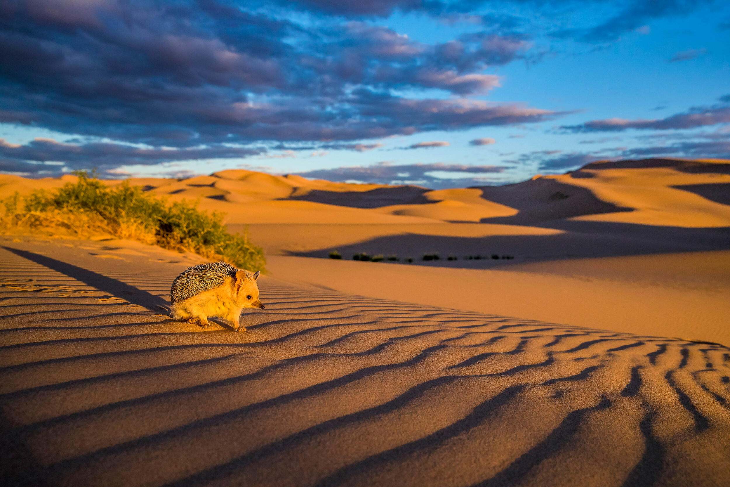 A long-eared hedgehog pauses on a dune on the edge of the Gobi Desert in Mongolia.